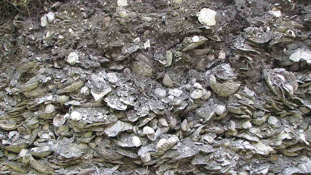 Ground with rocks and shells